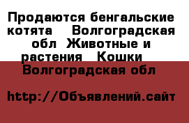 Продаются бенгальские котята  - Волгоградская обл. Животные и растения » Кошки   . Волгоградская обл.